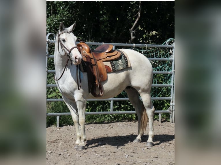 Caballo cuarto de milla Yegua 11 años 150 cm Tordo picazo in Schwarzach