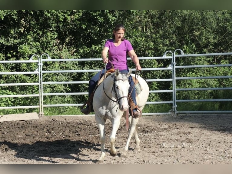 Caballo cuarto de milla Yegua 11 años 150 cm Tordo picazo in Schwarzach