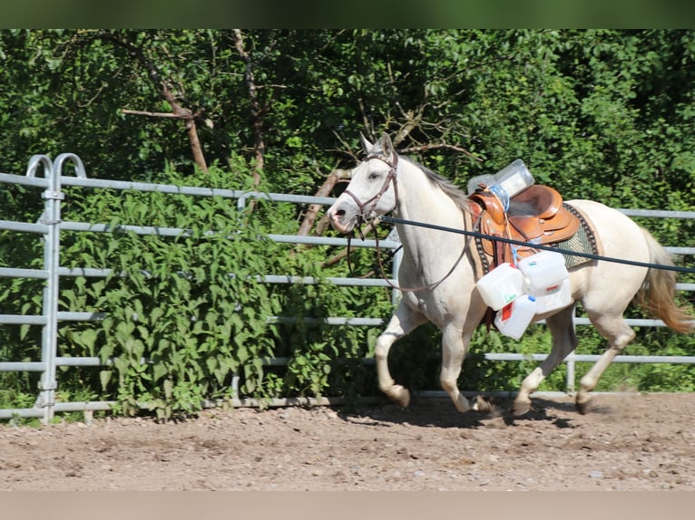 Caballo cuarto de milla Yegua 11 años 150 cm Tordo picazo in Schwarzach