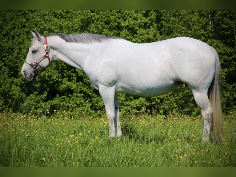 Caballo cuarto de milla Yegua 11 años 150 cm Tordo picazo in Schwarzach