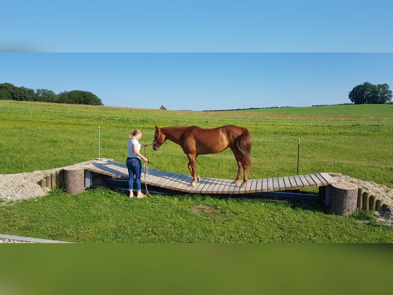 Caballo cuarto de milla Yegua 11 años 152 cm Alazán in Kochel am See