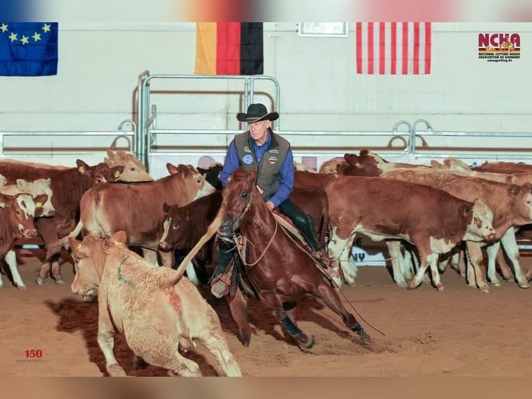 Caballo cuarto de milla Yegua 11 años 152 cm Alazán-tostado in Sinsheim