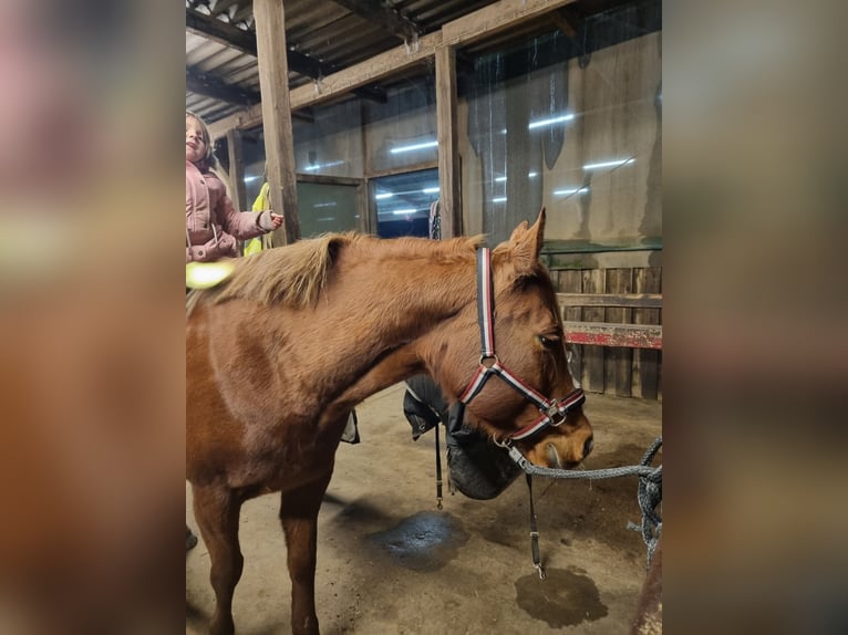 Caballo cuarto de milla Yegua 11 años 152 cm Alazán in Dickel