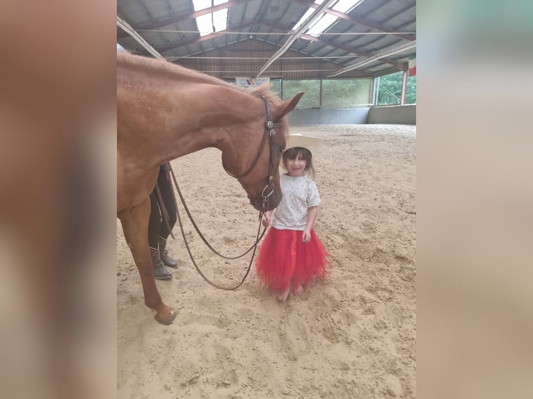 Caballo cuarto de milla Yegua 11 años 152 cm Alazán in Dickel