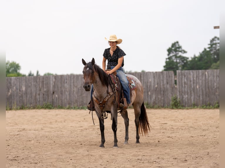 Caballo cuarto de milla Yegua 11 años 152 cm Castaño-ruano in Nevis