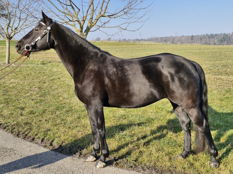 Caballo cuarto de milla Yegua 11 años 152 cm Negro in Waldbronn