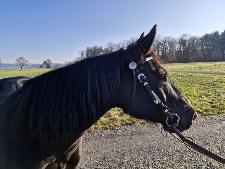 Caballo cuarto de milla Yegua 11 años 152 cm Negro in Waldbronn