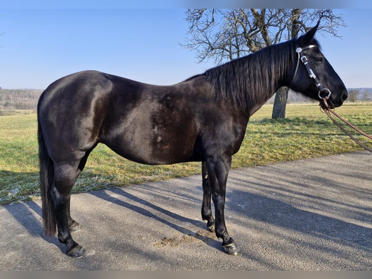 Caballo cuarto de milla Yegua 11 años 152 cm Negro in Waldbronn