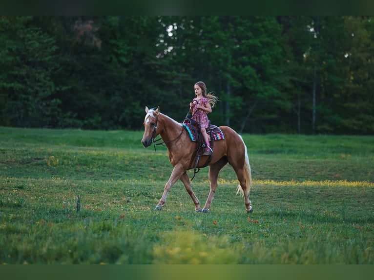 Caballo cuarto de milla Yegua 11 años 152 cm Palomino in Lyles