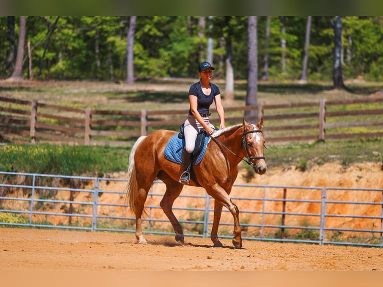 Caballo cuarto de milla Yegua 11 años 152 cm Palomino in Lyles