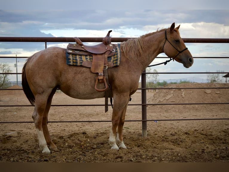Caballo cuarto de milla Yegua 11 años 152 cm Ruano alazán in Tonopah