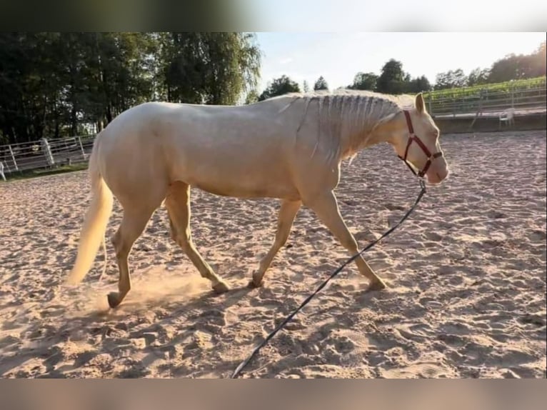 Caballo cuarto de milla Yegua 11 años 154 cm Palomino in Haan