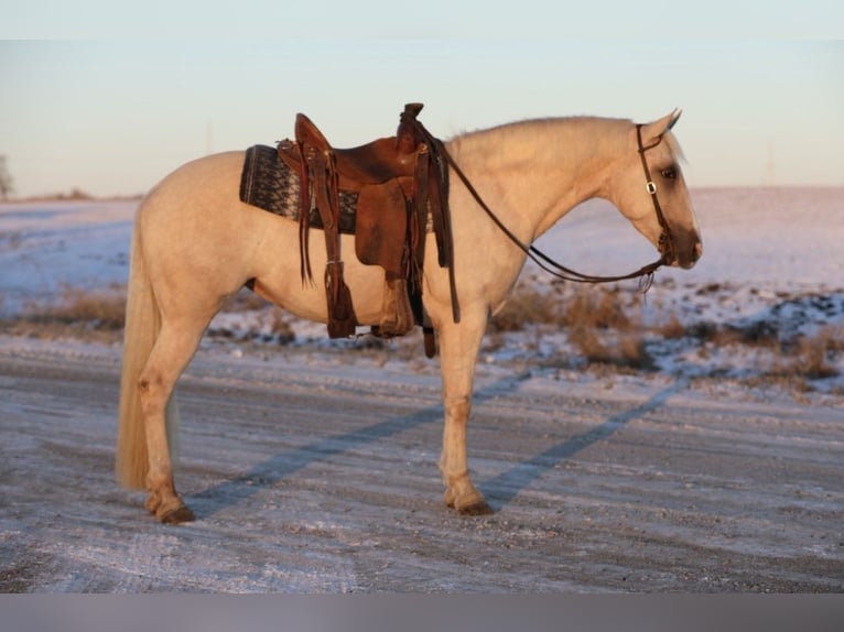 Caballo cuarto de milla Mestizo Yegua 11 años 155 cm Palomino in Zearing, IA