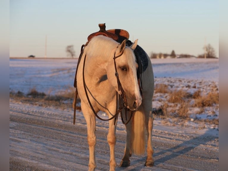 Caballo cuarto de milla Mestizo Yegua 11 años 155 cm Palomino in Zearing, IA