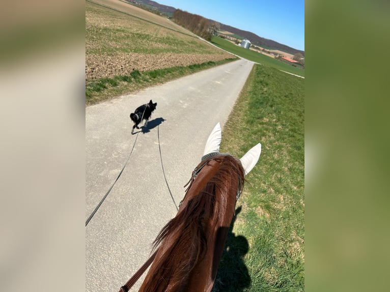 Caballo cuarto de milla Yegua 11 años 156 cm Alazán in Sibbesse
