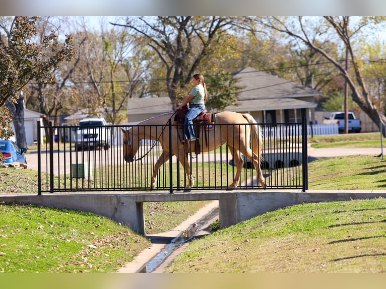 Caballo cuarto de milla Yegua 11 años 157 cm Palomino in Forney