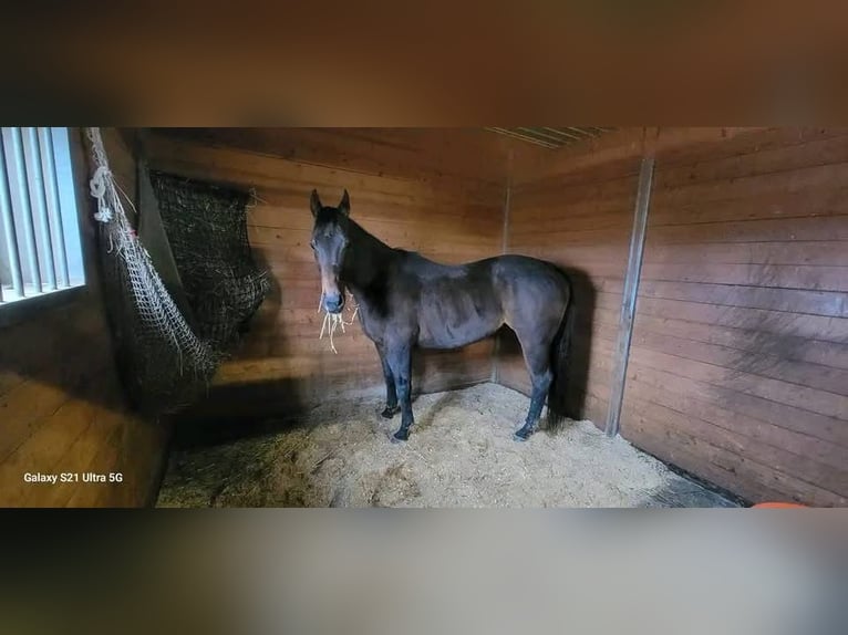 Caballo cuarto de milla Yegua 11 años 160 cm Alazán rojizo in Orlando,FL