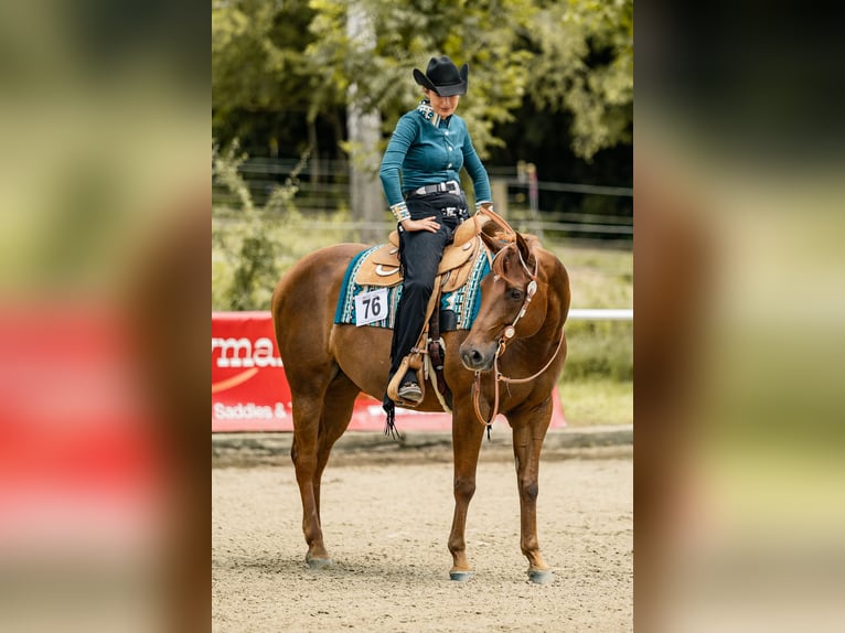 Caballo cuarto de milla Yegua 11 años 161 cm Alazán-tostado in Grenzach-Wyhlen