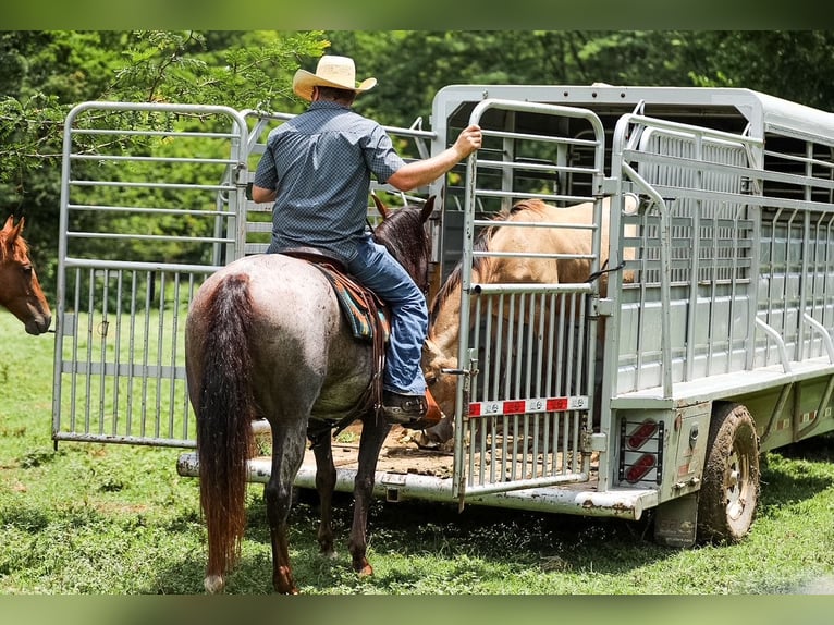 Caballo cuarto de milla Yegua 11 años Castaño-ruano in Santa Fe