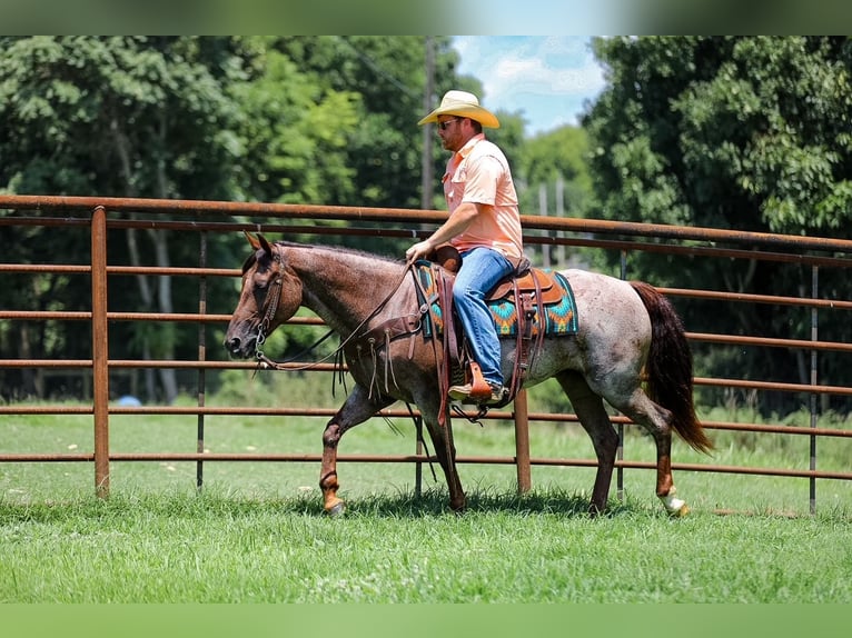 Caballo cuarto de milla Yegua 11 años Castaño-ruano in Santa Fe