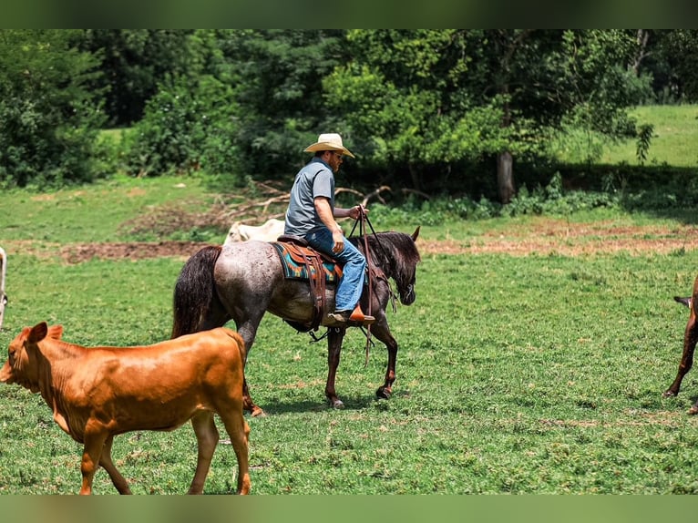 Caballo cuarto de milla Yegua 11 años Castaño-ruano in Santa Fe