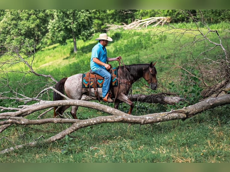 Caballo cuarto de milla Yegua 11 años Castaño-ruano in Santa Fe