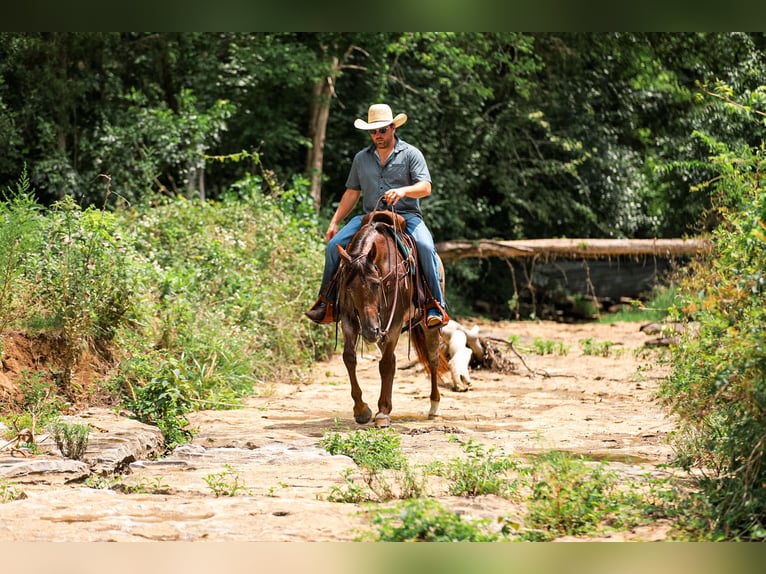 Caballo cuarto de milla Yegua 11 años Castaño-ruano in Santa Fe