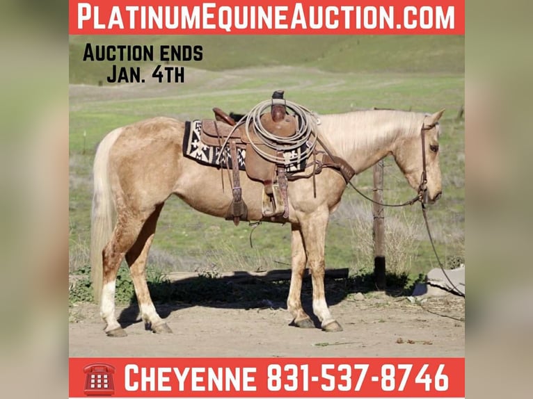 Caballo cuarto de milla Yegua 11 años Palomino in Bitterwater, Ca