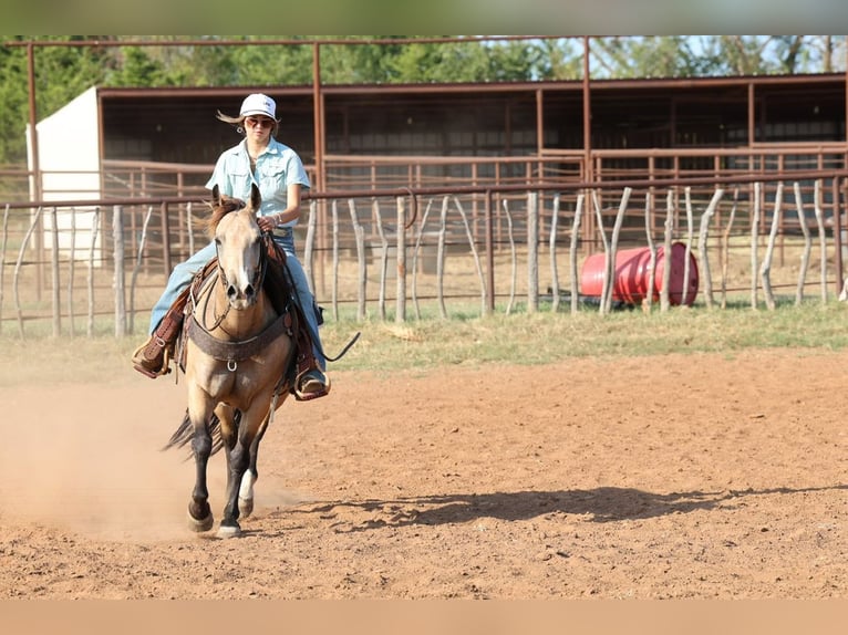 Caballo cuarto de milla Yegua 11 años  in Ripley