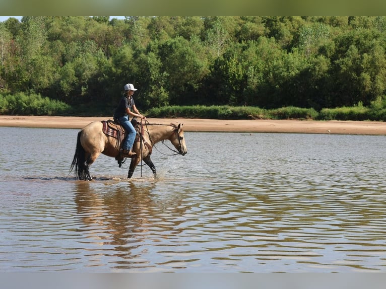 Caballo cuarto de milla Yegua 11 años  in Ripley