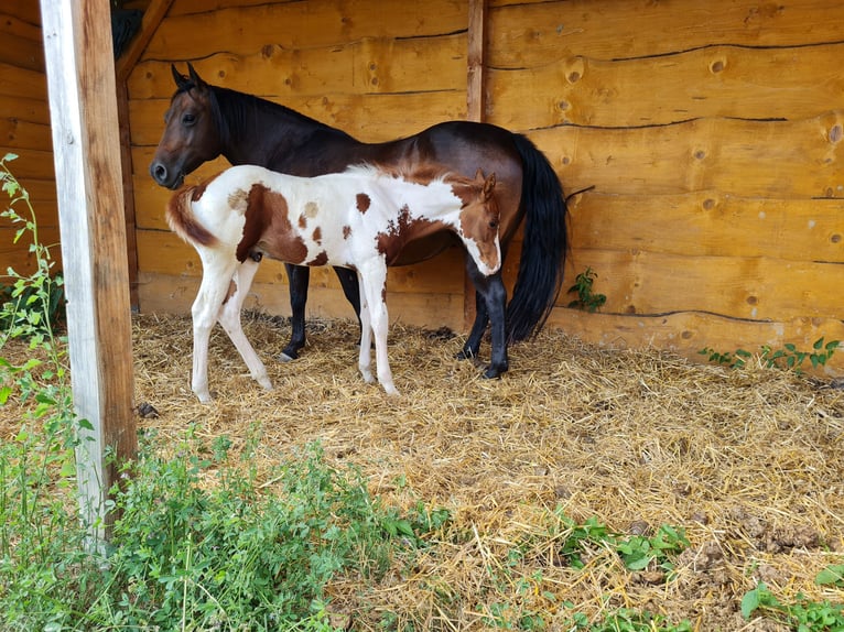 Caballo cuarto de milla Yegua 12 años 138 cm Castaño in Büttstedt