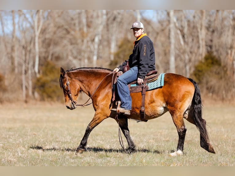 Caballo cuarto de milla Yegua 12 años 142 cm Buckskin/Bayo in Cleveland TN