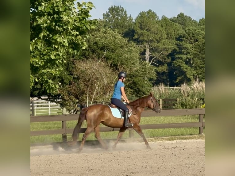 Caballo cuarto de milla Yegua 12 años 145 cm Alazán-tostado in Johnston, SC