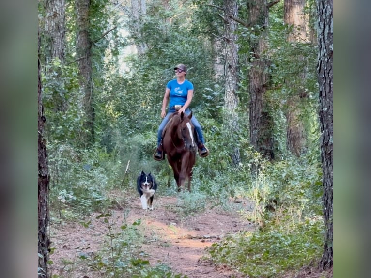 Caballo cuarto de milla Yegua 12 años 145 cm Alazán-tostado in Johnston, SC