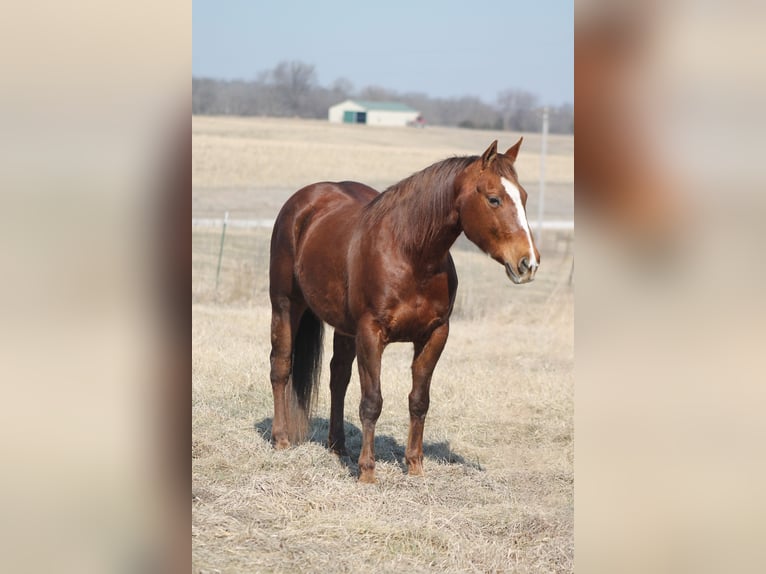 Caballo cuarto de milla Yegua 12 años 145 cm Alazán-tostado in Johnston, SC
