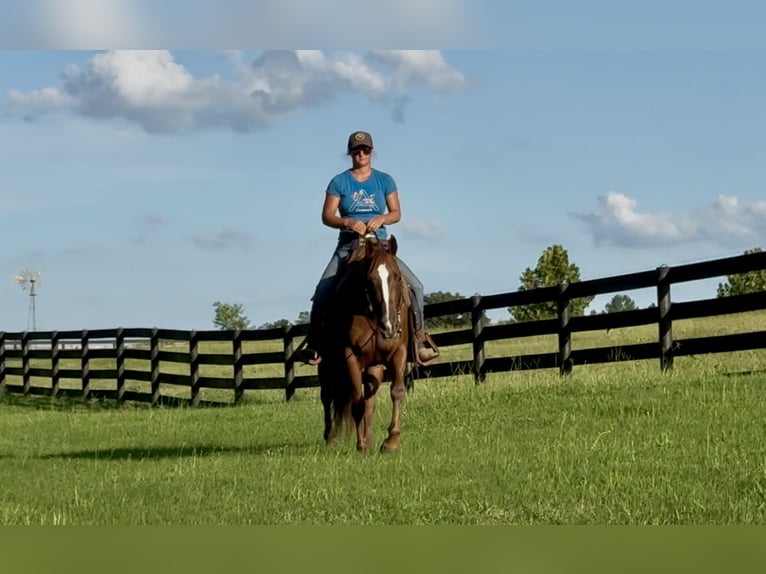 Caballo cuarto de milla Yegua 12 años 145 cm Alazán-tostado in Johnston, SC