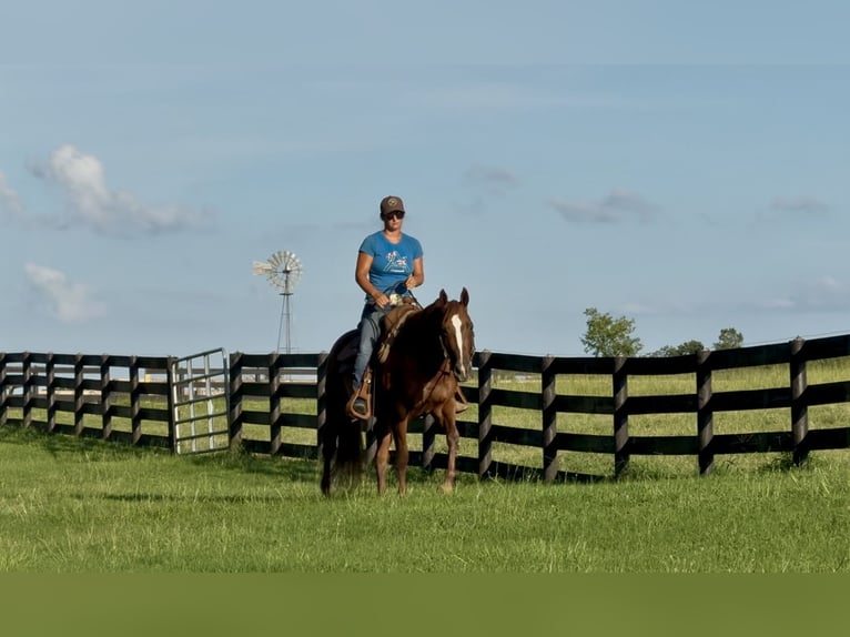Caballo cuarto de milla Yegua 12 años 145 cm Alazán-tostado in Johnston, SC