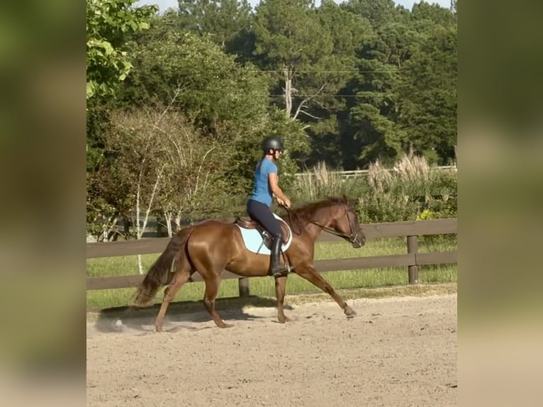 Caballo cuarto de milla Yegua 12 años 145 cm Alazán-tostado in Johnston, SC