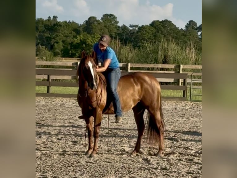 Caballo cuarto de milla Yegua 12 años 145 cm Alazán-tostado in Johnston, SC