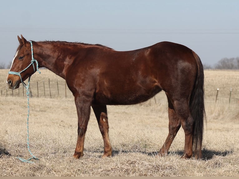 Caballo cuarto de milla Yegua 12 años 145 cm Alazán-tostado in Johnston, SC