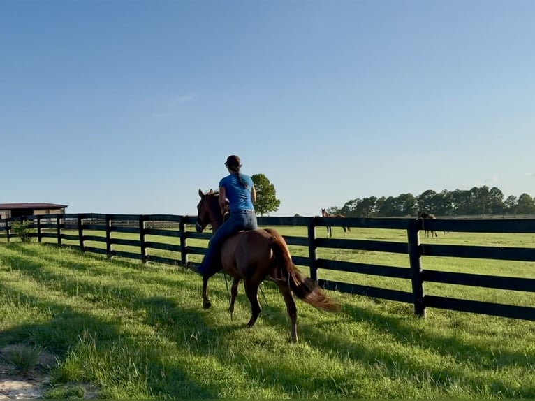 Caballo cuarto de milla Yegua 12 años 145 cm Alazán-tostado in Johnston, SC