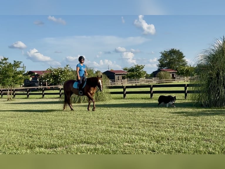 Caballo cuarto de milla Yegua 12 años 145 cm Alazán-tostado in Johnston, SC