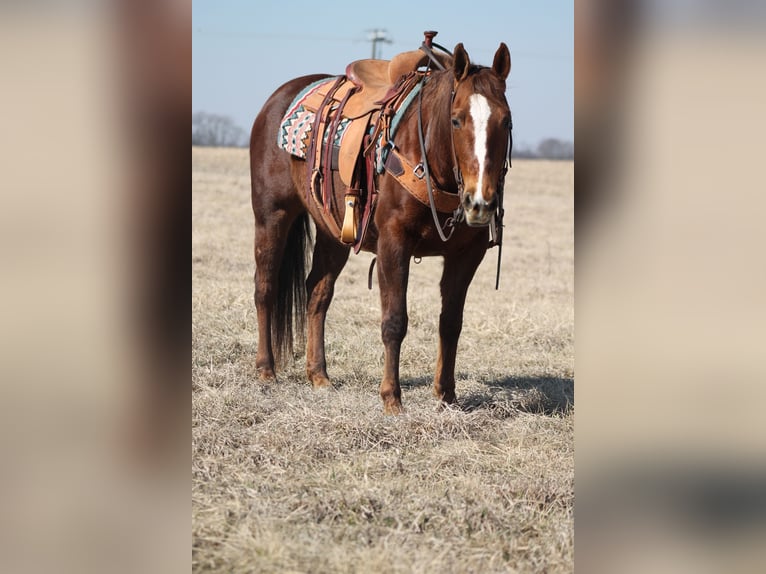 Caballo cuarto de milla Yegua 12 años 145 cm Alazán-tostado in Johnston, SC