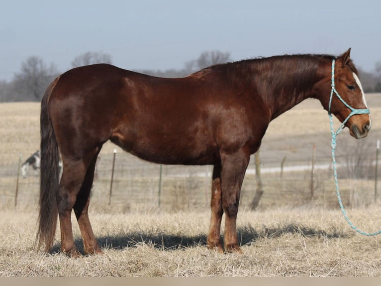 Caballo cuarto de milla Yegua 12 años 145 cm Alazán-tostado in Johnston, SC