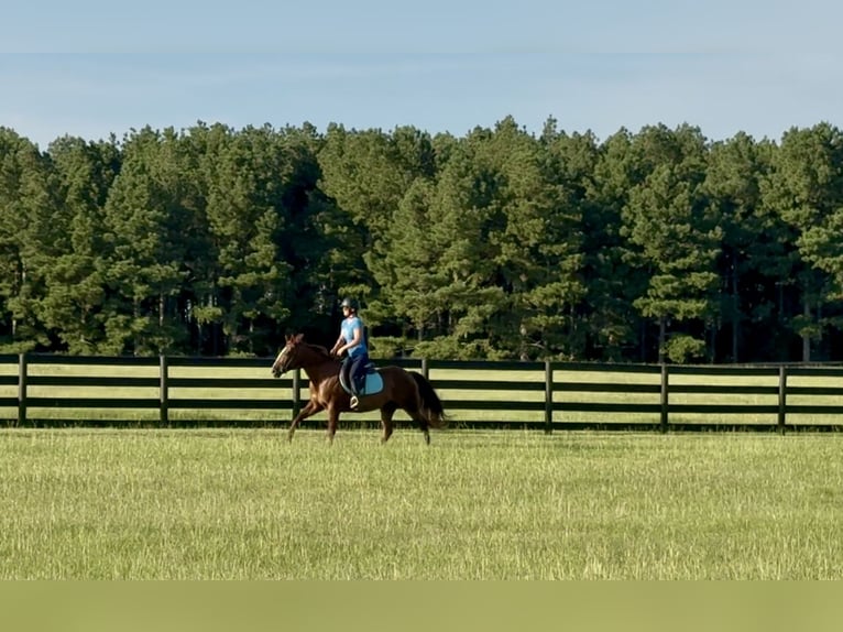 Caballo cuarto de milla Yegua 12 años 145 cm Alazán-tostado in Johnston, SC