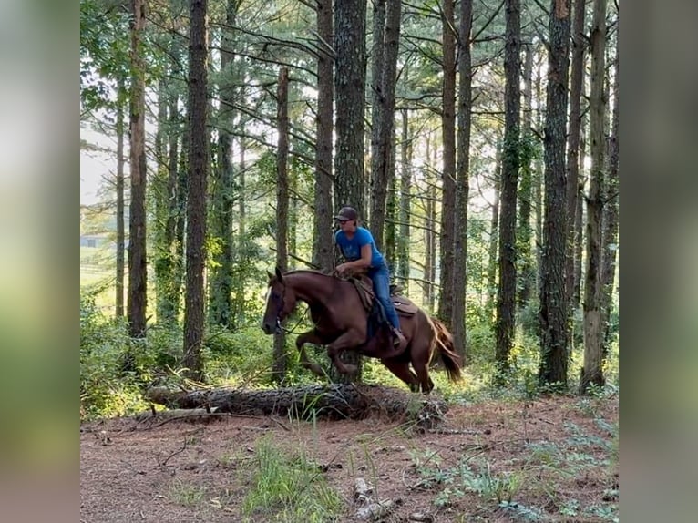 Caballo cuarto de milla Yegua 12 años 145 cm Alazán-tostado in Johnston, SC