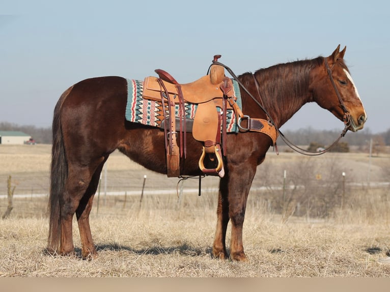 Caballo cuarto de milla Yegua 12 años 145 cm Alazán-tostado in Johnston, SC