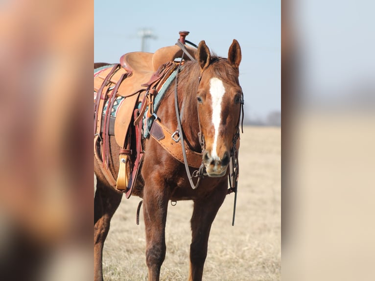 Caballo cuarto de milla Yegua 12 años 145 cm Alazán-tostado in Johnston, SC
