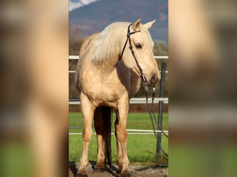 Caballo cuarto de milla Yegua 12 años 145 cm Palomino in Kirchbichl