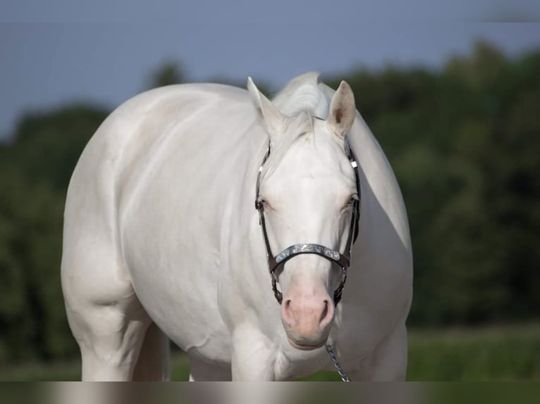 Caballo cuarto de milla Yegua 12 años 147 cm Cremello in Wittlich
